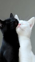 Black and white cats showing affection, nuzzling together against neutral background, demonstrating contrast in fur colors and tender animal behavior.