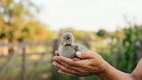 Young gosling held in weathered hands against blurred vineyard background, symbolizing agricultural care, animal husbandry, and sustainable farming practices for editorial and lifestyle use.