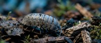 Gray armadillo-like pill bug roly poly isopod crawling on forest floor with moss and decomposing leaves in natural woodland habitat for educational content.