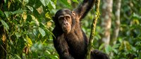 Chimpanzee climbing among green foliage in natural forest habitat, wildlife and nature photography.