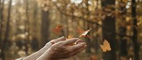 Mature hand releasing autumn leaves in forest setting with warm golden sunlight filtering through bare trees, symbolizing letting go and seasonal change.