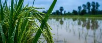 Green rice plants growing in flooded paddy field with water droplets on leaves during cultivation season for agricultural harvest.