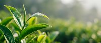 Fresh green tea leaves with morning dew drops on plant in sunlight, suitable for beverage, wellness, and organic product marketing.