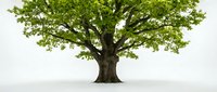 Majestic oak tree with lush green foliage standing alone on white background, isolated for design projects, environmental concepts and nature themes.