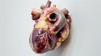 Anatomical human heart model with detailed internal structures, vessels, and chambers displayed on isolated white background for medical education, healthcare presentations, and scientific illustrations.