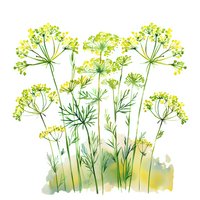 Watercolor dill herbs with yellow flowers and green stems on white background. Fresh aromatic plants for culinary and medicinal use in kitchen design.