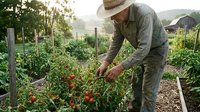 Senior Caucasian male farmer in straw hat harvesting fresh red tomatoes from organic garden plants during golden hour sunset in rural countryside setting.
