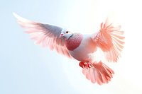 Pink and white dove with spread wings soaring gracefully against soft light background, capturing moment of peaceful flight and gentle movement.