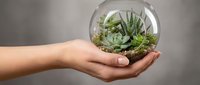 Young adult with medium skin tone holding a glass terrarium globe containing succulent plants and ferns, symbolizing environmental care and sustainable living for eco-friendly design projects.