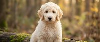 Adorable golden retriever puppy sitting on mossy log in autumn forest with warm bokeh background for pet care and animal lover content.