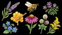Honey bee with wildflowers clipart set isolated on transparent background, including lavender, echinacea, clover, borage and honeycomb, for t-shirt design, stickers, print on demand.