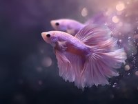 Pink betta fish with flowing fins swimming gracefully against dark purple background with magical bokeh lights and bubbles creating dreamy underwater atmosphere.
