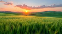 Vibrant green wheat field at sunset with rolling hills and dramatic sky, sun rays piercing through clouds creating golden hour atmosphere over rural farmland landscape.