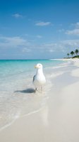 White seagull standing on pristine tropical beach with turquoise water and palm trees under blue sky with fluffy clouds on sunny day.