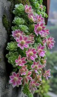 Vibrant pink flowers and green succulents growing on tree bark creating natural garden display for botanical and nature photography projects.
