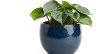 Philodendron heartleaf plant in round navy blue ceramic pot against white background, tropical houseplant with glossy green foliage for interior decor.