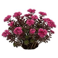 Potted plant with vibrant magenta clustered flowers and dark burgundy foliage, isolated on white background. Suitable for gardening, landscaping, and home decor design projects.