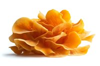 Fresh orange oyster mushrooms cluster on white background, vibrant natural organic fungi with delicate gills and layered texture, isolated for culinary and design use.