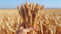 Golden wheat ears held up against blurred wheat field background in sunlight. Farmer showing harvest of ripe cereal crop on sunny summer day.
