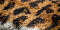 Close up macro shot of leopard fur texture showing detailed pattern of orange, black and white spots. Natural wild animal print background for fashion and design.