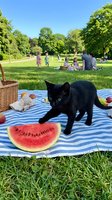 Black cat with green eyes on striped picnic blanket next to watermelon slice, wicker basket and fruit in sunny park with families enjoying outdoor gathering.