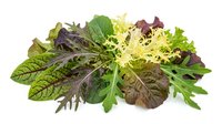 Fresh mixed salad greens with red lettuce, arugula, and frisee isolated on white background, perfect for healthy food and nutrition concepts.