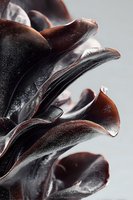 Close-up of dark brown wood ear mushrooms with glossy, undulating surfaces against neutral background, used in Asian cuisine and wellness products.