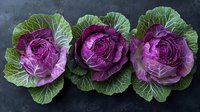 Purple ornamental cabbage heads with vibrant green leaves arranged in row on dark background, showing detailed texture and natural patterns in fresh produce.