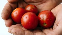 Fresh ripe red tomatoes cradled in cupped hands showcasing organic harvest and healthy eating concepts for culinary and agricultural themes.