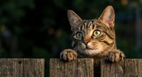 Adorable tabby kitten with bright yellow eyes peeking over wooden fence in garden setting, curious expression and striped fur pattern for pet content.