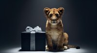 Young lioness sitting next to black gift box with silver ribbon on dark background, suitable for luxury branding and wildlife marketing campaigns.