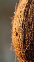 Close-up macro shot of coconut husk fibers showing natural brown texture and organic patterns for sustainable materials and eco-friendly product concepts.