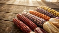 Colorful heirloom corn cobs with multicolored kernels arranged on rustic wooden surface for autumn harvest decoration and seasonal cooking ingredients.