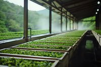 Young tea leaves drying on wooden trays in covered facility with mountain landscape visible through open structure, agricultural processing operation.