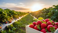 Fresh ripe strawberries in wooden crate at organic farm during golden hour sunset with green plantation rows stretching into distance for harvest concept.