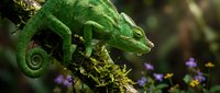 Green chameleon reptile climbing on mossy branch in natural habitat with purple flowers, exotic tropical wildlife animal in forest environment.