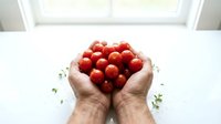 Fresh red cherry tomatoes cupped in hands over white surface, organic harvest concept for healthy eating and farm-to-table cooking applications.