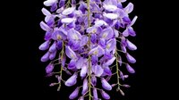 Cascading purple wisteria flowers isolated on transparent background, ready for t-shirt designs, clipart, stickers, sublimation, and print-on-demand projects.