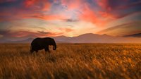 Majestic elephant silhouette walking through golden grassland at sunset with dramatic orange and pink sky over mountain landscape in African savanna wilderness.