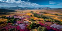 Vibrant autumn landscape with colorful heather and wildflowers covering rolling hills, mountains in background under dramatic blue sky.