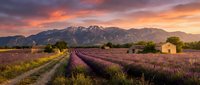 Lavender field rows at sunset with stone farmhouse and dramatic mountain backdrop creating peaceful rural landscape scene for relaxation and agriculture themes.