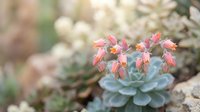 Colorful succulent plant with pink and orange leaves blooming in natural garden setting with soft bokeh background for botanical and gardening projects.