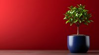 Small decorative citrus tree growing in round navy blue ceramic pot against vibrant red wall background, minimalist home gardening composition.