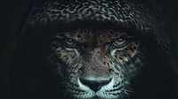Intense close-up portrait of leopard face with piercing yellow eyes and spotted fur pattern emerging from dark shadows for wildlife photography.