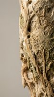 Natural cholla cactus skeleton showing intricate woody fiber patterns and hollow chambers with organic texture for botanical and desert themes.