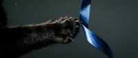 Close-up of a cat's paw touching a blue ribbon against a dark background, capturing curiosity and playful interaction between pet and object.