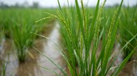 Young green rice plants growing in flooded paddy field with water channels, agricultural crop cultivation in rural farming landscape for food production.