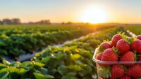 Fresh ripe strawberries in glass bowl at organic farm field during golden hour sunrise with green plants and warm sunlight for healthy eating concepts.