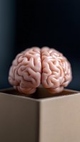 Anatomically accurate human brain model with detailed gyri and sulci patterns resting on brown cardboard box against dark background, medical education concept.