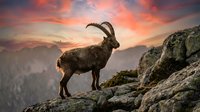Mountain goat with curved horns standing on rocky cliff edge during dramatic sunset with orange and pink sky colors over alpine landscape.